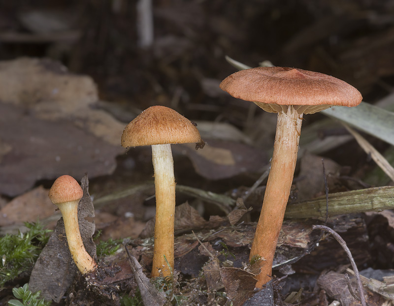 Cortinarius uliginosus